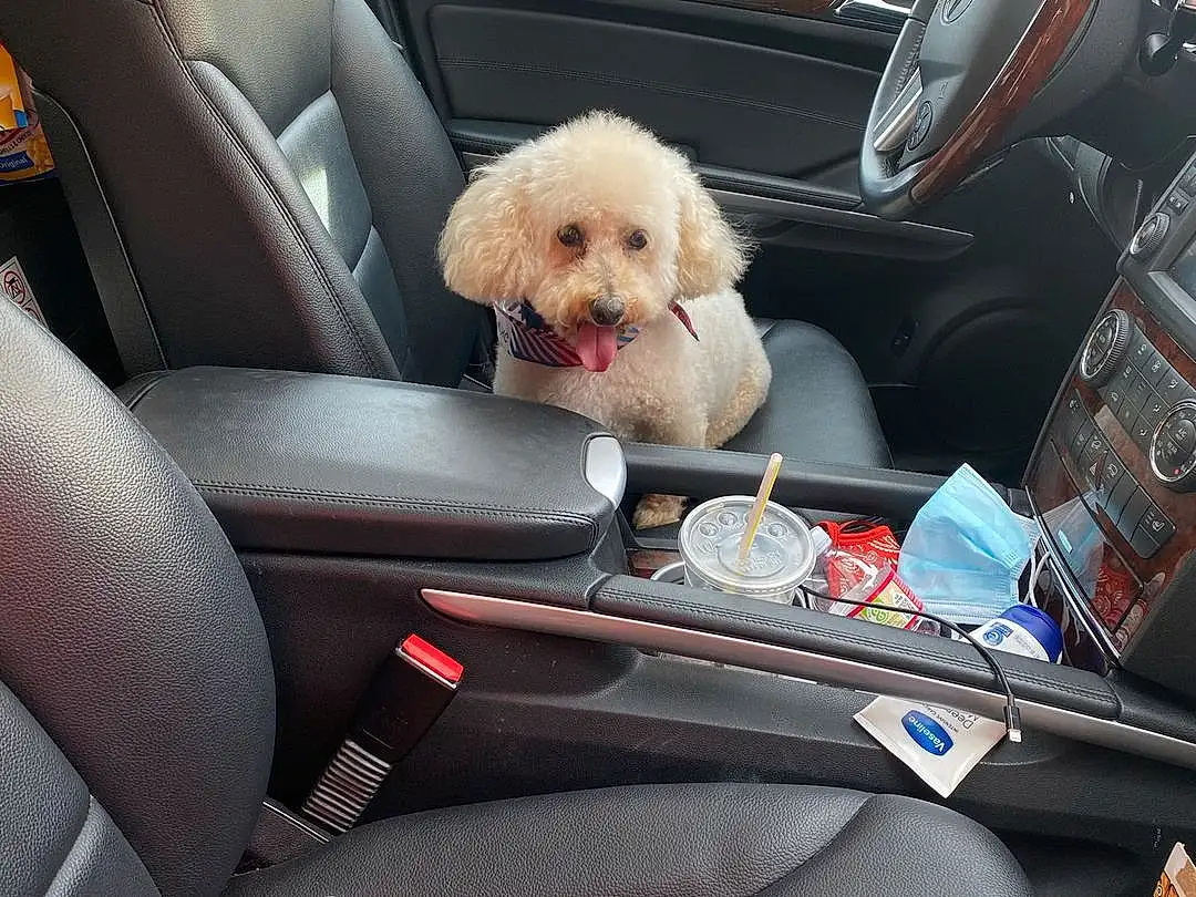 Car, Dog, Seat Belt, Vehicle, Vroom Vroom, Automotive Design, Car Seat Cover, Carnivore, Mode Of Transport, Dog breed, Vehicle Door, Head Restraint, Comfort, Companion dog, Car Seat, Automotive Exterior, Auto Part, Personal Luxury Car, Trunk, Toy Dog
