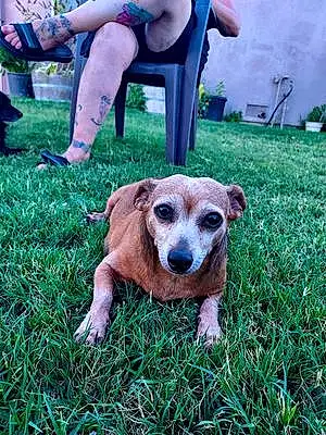 Name Chihuahua Dog Bert