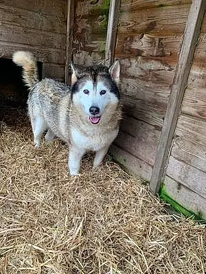Name Alaskan Malamute Dog Keiko