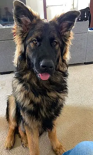Name German Shepherd Dog Dodger