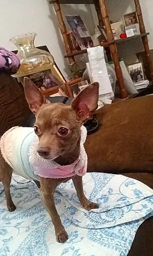 Name Chihuahua Dog Chocolate