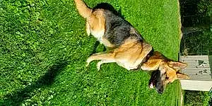 Name German Shepherd Dog Bailey