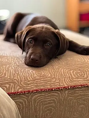 Name Labrador Retriever Dog Ana
