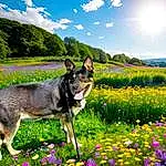 Flower, Plant, Sky, Dog, Green, Cloud, Nature, People In Nature, Carnivore, Grass, Natural Landscape, Grassland, Fawn, Dog breed, Landscape, Petal, Summer, Meadow, Tree