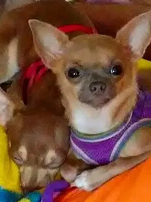 Name Chihuahua Dog Jackie