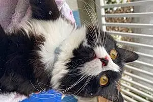 Name Oriental Longhair Cat Jinx