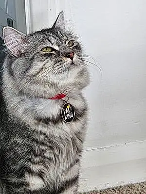 Name Persian Cat Kenzo