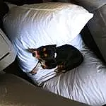 Dog, Couch, Comfort, Carnivore, Felidae, Grey, Dog breed, Wood, Companion dog, Hardwood, Tints And Shades, Small To Medium-sized Cats, Whiskers, Living Room, Linens, Room, Tail, Pillow