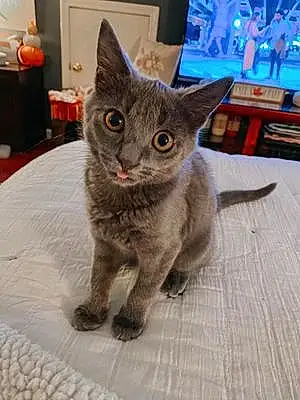 Name Russian Blue Cat August