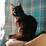 Cat, Window, Felidae, Carnivore, Grey, Small To Medium-sized Cats, Whiskers, Tartan, Tail, Comfort, Cat Supply, Plaid, Pattern, Black cats, Curtain, Furry friends, Domestic Short-haired Cat, Linens, Wood, Woven Fabric