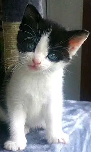 Name British Shorthair Cat Jones