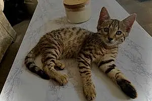 Bengal Cat Zara
