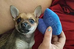Name Chihuahua Dog Foxy