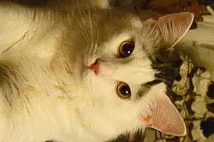 Turkish Angora Cat Noba