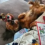 Dog, Dog breed, Liver, Working Animal, Carnivore, Companion dog, Fawn, Dog Supply, Pet Supply, Snout, Canidae, Furry friends, Nap, Comfort, Toy Dog, Spaniel, Linens, Paw