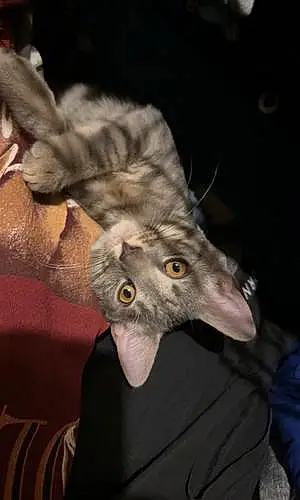 Name American Shorthair Cat Bandit