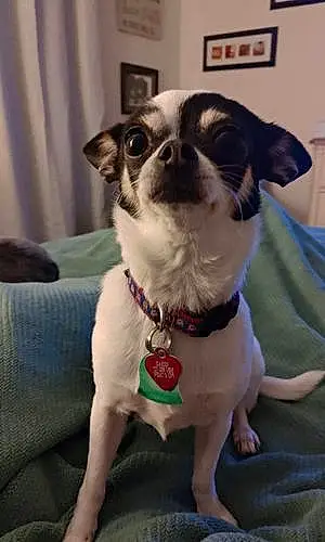 Name Chihuahua Dog Karen