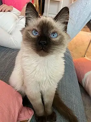 Name Siamese Cat Lennon