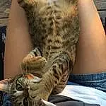 Cat, Dragon Li, Furry friends, Whiskers, Pixie Bob, Snout, Californian Spangled, Bengal, Tabby cat, Bobcat, European Shorthair, Claw, Ocicat, Domestic short-haired cat, Toyger