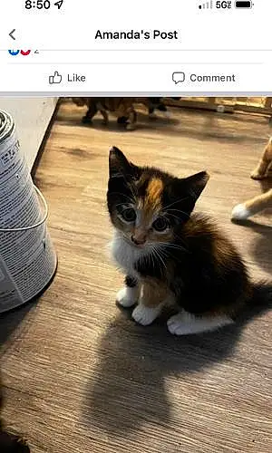 Name Cat Latte