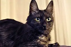 Name Turkish Angora Cat Aiko