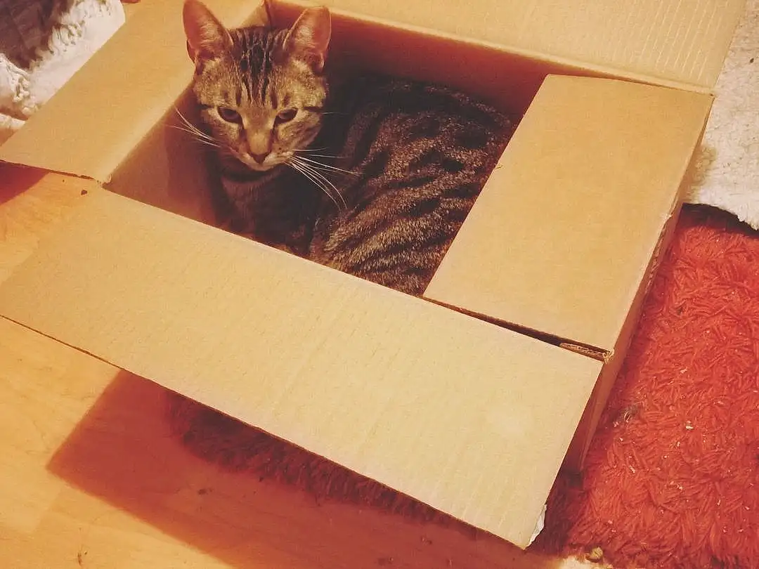 Cat, Rectangle, Felidae, Wood, Carnivore, Beige, Fawn, Small To Medium-sized Cats, Shipping Box, Whiskers, Tints And Shades, Hardwood, Carton, Wood Stain, Box, Packaging And Labeling, Cardboard