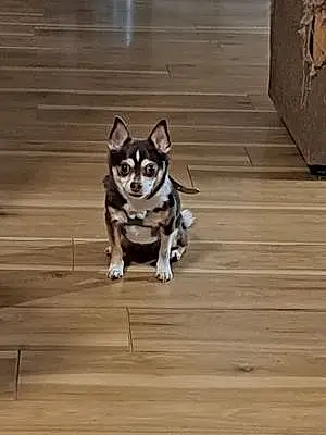 Name Chihuahua Dog Casey