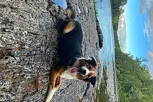 Border Collie Dog Luxington