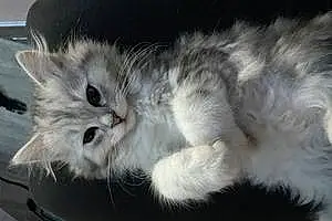 Name Persian Cat Dennis