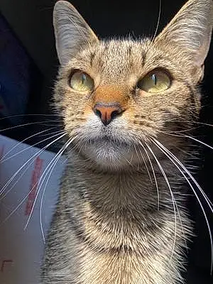 Name Tabby Cat Kitten