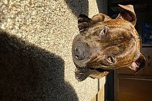 Name Pitt Bull Terrier Dog Bodhi