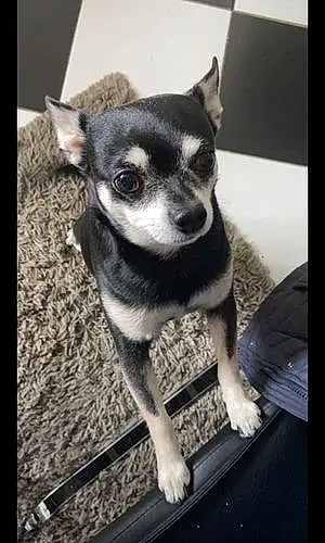 Name Chihuahua Dog Denzel