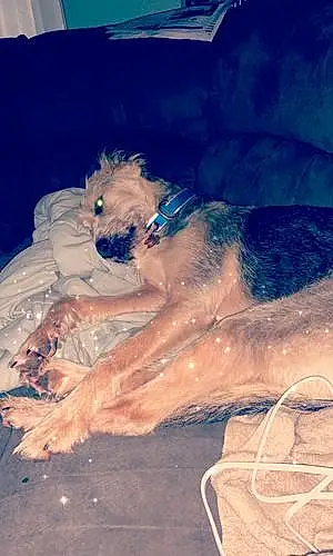 Name Airedale Terrier Dog Foster