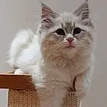Cat, Window, Carnivore, Felidae, Small To Medium-sized Cats, Fawn, Whiskers, Snout, Tail, Paw, Furry friends, British Longhair, Event, Ragdoll, Comfort, Claw