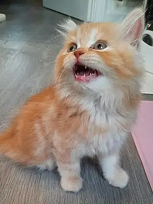 Name Persian Cat Fox