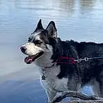 Water, Dog, Carnivore, Dog breed, Grey, Collar, Snout, Lake, Tail, Sled Dog, Working Animal, Canidae, Furry friends, Terrestrial Animal, Working Dog, Wolf, Art, Rock