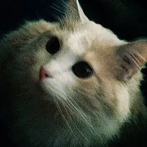 Name Oriental Longhair Cat Fuzzy