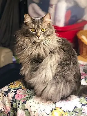 Name Maine Coon Cat Bonkers