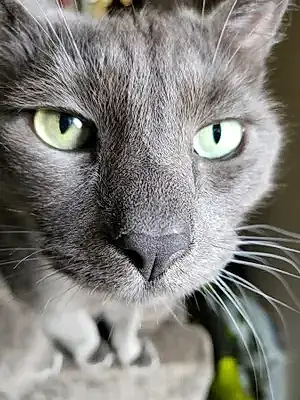 Name Russian Blue Cat Kelly