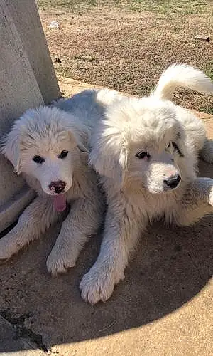 Great Pyrenees Dog Dose And Jerald