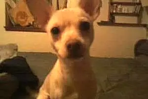 Name Chihuahua Dog Diego