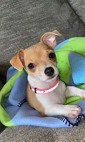 Name Chihuahua Dog Ethel