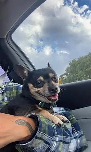 Chihuahua Dog Kodak