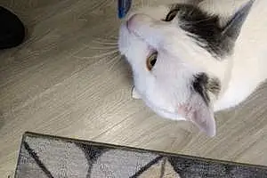 Name American Shorthair Cat Lili