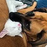 Dog, Dog breed, Carnivore, Ear, Comfort, Collar, Felidae, Whiskers, Companion dog, Fawn, Cat, Small To Medium-sized Cats, Snout, Tail, Paw, Canidae, Furry friends, Human Leg, Domestic Short-haired Cat