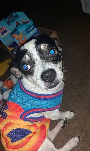 Name Chihuahua Dog Handsome