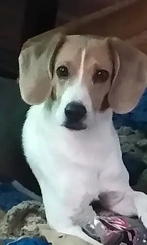 Name Beagle Dog Ashton