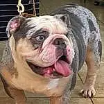 Dog, Bulldog, Dog breed, Carnivore, Companion dog, Fawn, Wrinkle, Snout, Canidae, Working Animal, Terrestrial Animal, Non-sporting Group, White English Bulldog, Working Dog, Natural Material