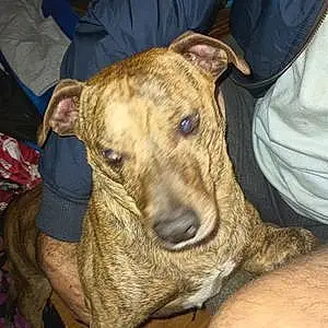 Name Pitt Bull Terrier Dog Kona