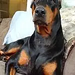 Dog, Carnivore, Dog breed, Companion dog, Fawn, Snout, Working Animal, Canidae, Working Dog, Whiskers, Guard Dog, Hound, Pinscher, Hunting Dog, Rottweiler
